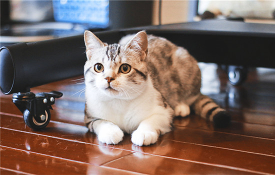 猫吃化毛膏吐了怎么办 猫咪吃化毛膏吐了的原因