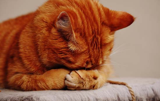 猫不喜欢主人了怎么办 猫不喜欢主人了处理办法