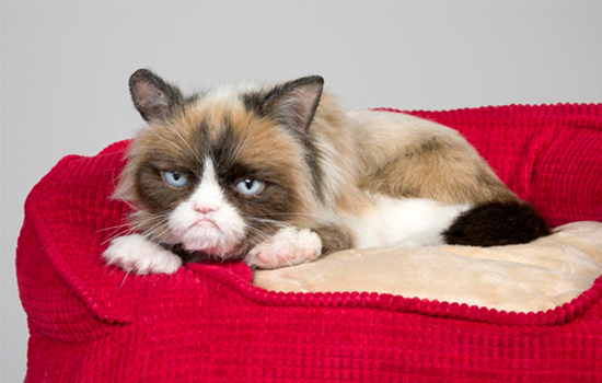 三花猫容易长胖吗 三花猫比较容易长胖