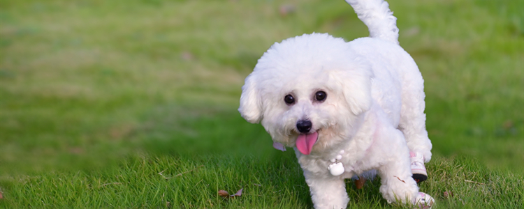 比熊几个月是疯长期 比熊几个月长得快