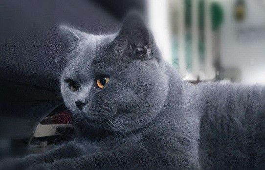 猫咪下巴黑了怎么办 猫咪下巴黑了解决办法