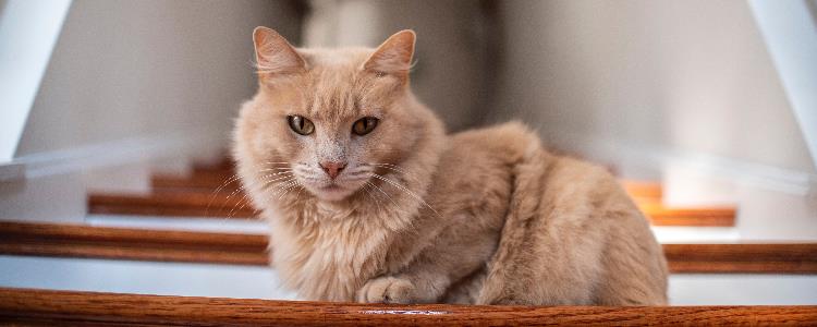 猫喜欢摸它哪里 猫都喜欢摸它哪里