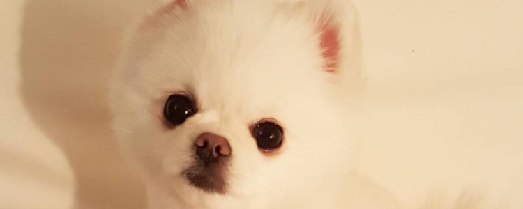 狐狸犬和博美的区别 狐狸犬和博美有什么不一样