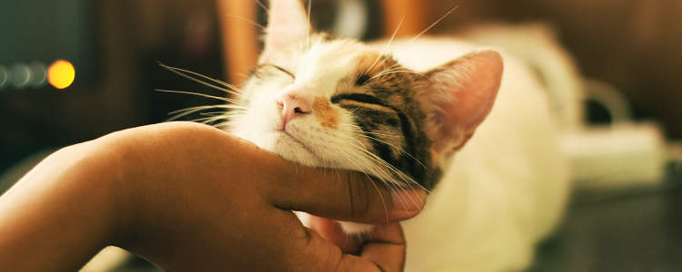 猫咪没有骨头吗 猫咪是不是没有骨头