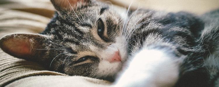 猫沙盘几天换一次 猫沙盘几天换一次好