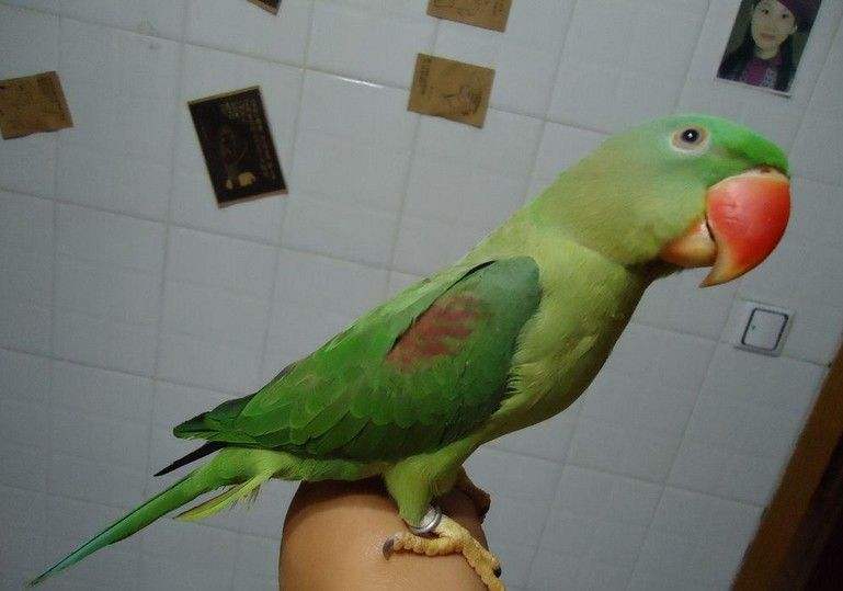 亚历山大鹦鹉怎么训 怎么训练亚历山大鹦鹉