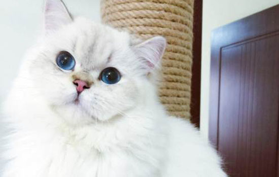 为什么金吉拉养不胖 金吉拉养不胖的原因