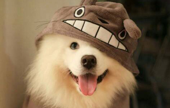 狗中暑了怎么处理吃什么药