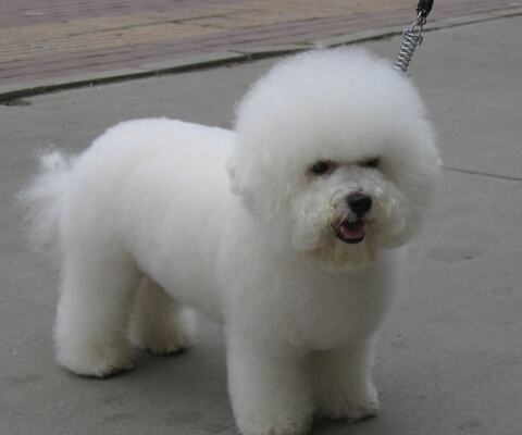 比熊毛是卷的还是直的