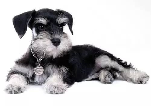 雪纳瑞尴尬期是几个月