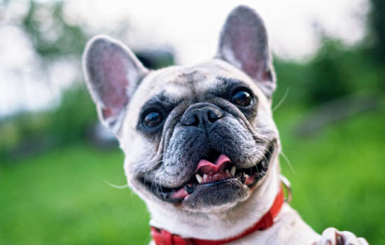 狗能不能吃巧克力为什么