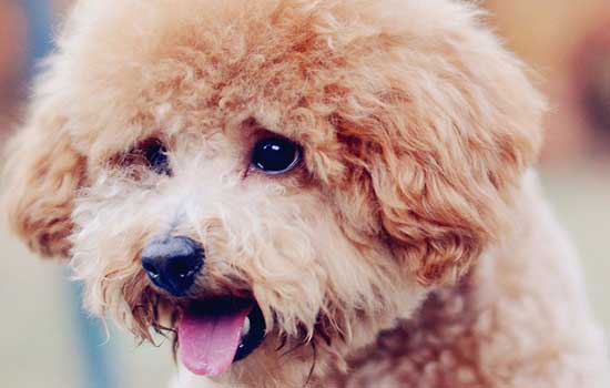 灰泰迪有几种灰