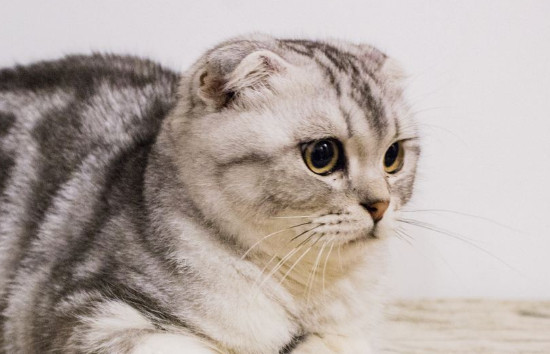 不是纯折耳猫会犯病吗 不是纯折耳猫会犯病