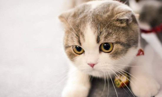 折耳猫后脚肿大怎么办 折耳猫后脚肿大处理办法