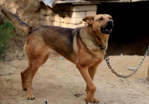 农村大狼狗都是德牧吗