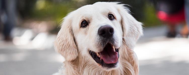 狗狗犬瘟什么症状