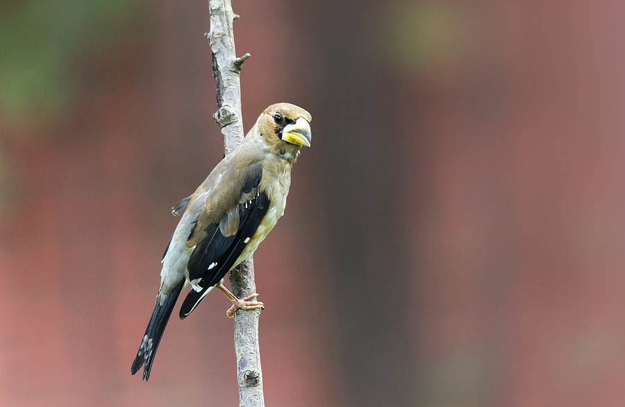 黑尾蜡嘴雀与黑头蜡嘴雀的区别