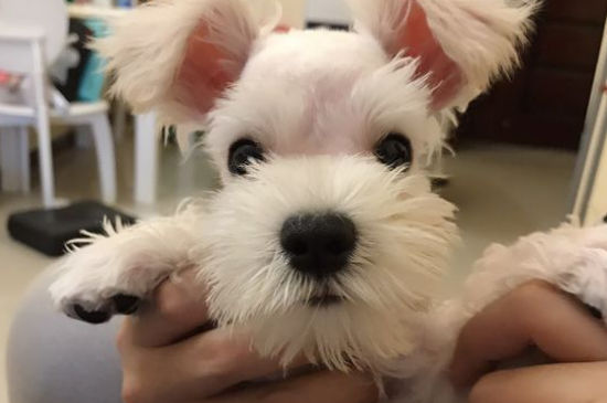 雪纳瑞吃什么毛色好 雪纳瑞美毛食谱