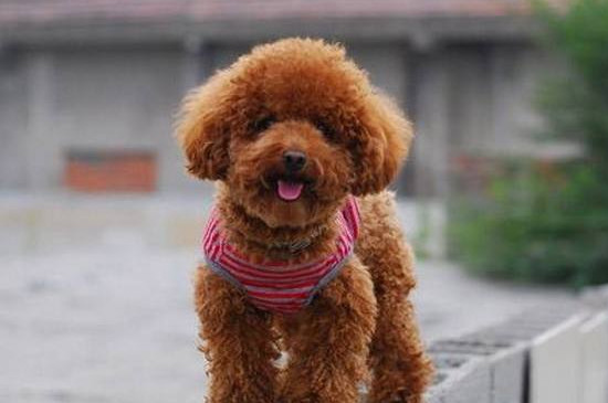 泰迪幼犬粮吃到几个月 泰迪幼犬粮吃到3～4个月