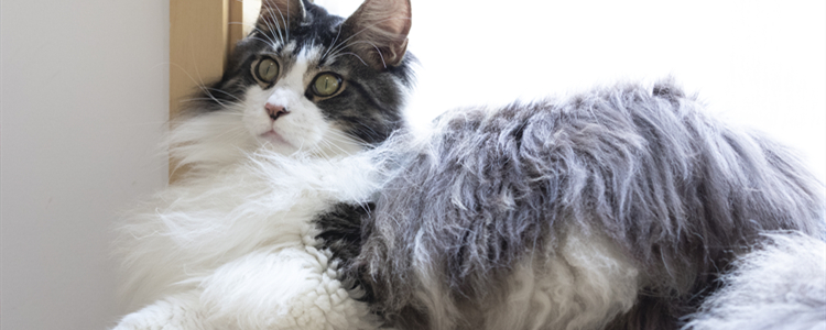 猫咪不吃东西还拉稀怎么办 猫咪不吃东西还拉稀