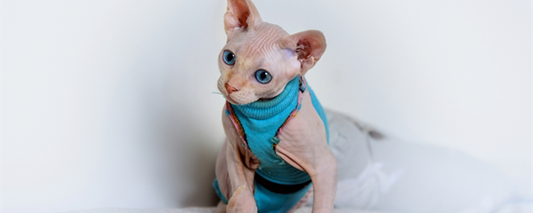 猫肚子咕咕叫 猫肚子咕咕叫怎么回事