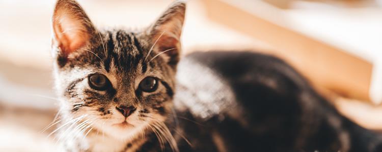 猫砂盆哪种好 猫砂盆哪种好用