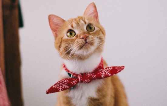 猫咪得耳螨可以洗澡吗 猫咪得耳螨能洗澡吗
