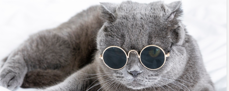 猫瘟病毒室内存活多久