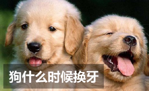 狗换牙时间 狗换牙时间最晚要多久