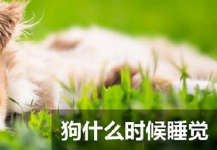 狗什么时候睡觉 狗一般什么时候睡觉