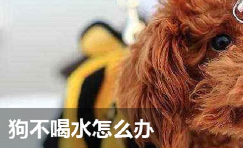 为什么狗狗不喝水 狗狗为什么突然不怎么喝水了