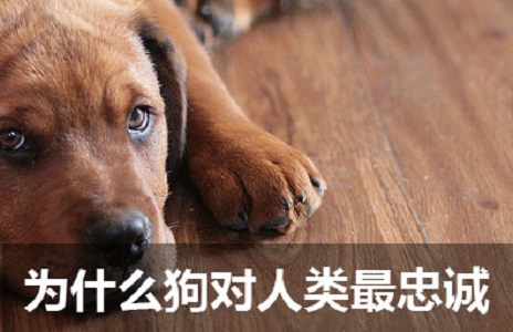 狗对人类的忠诚 狗对人类的忠诚是真的吗为什么