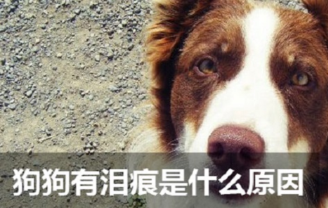 狗狗有泪痕是什么原因,该怎么办