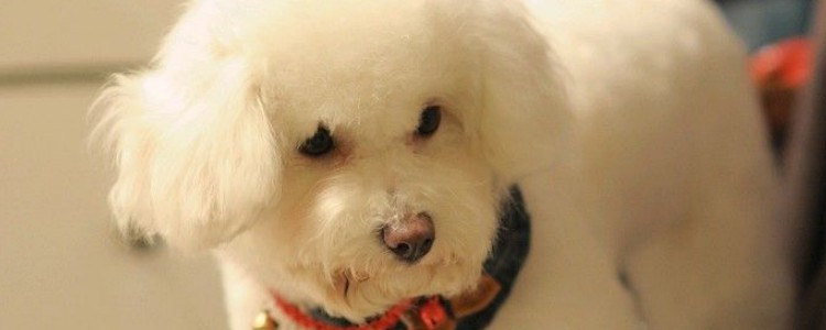 适合家养的狗有哪些