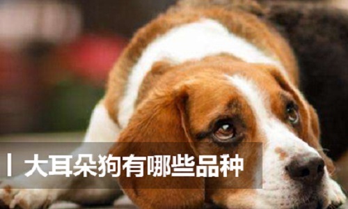 大耳朵狗的品种 大耳朵狗的品种叫什么