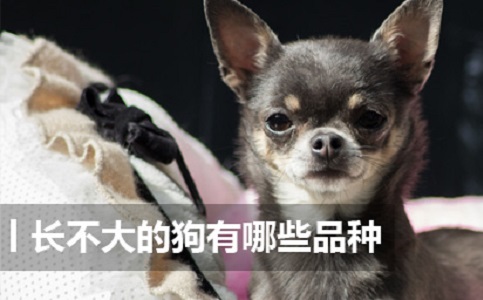 长不大的狗有哪些品种 长不大的狗狗品种名字