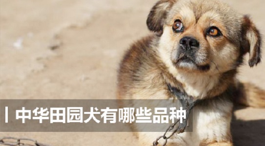 中华田园犬有哪些品种 中华田园犬品种大全