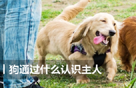 狗靠什么认识主人