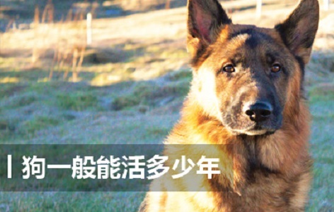 狗一般能活多少年 相当于人多少岁