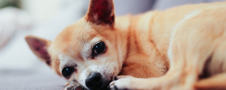 吉娃娃寿命多少年 吉娃娃寿命有多少年