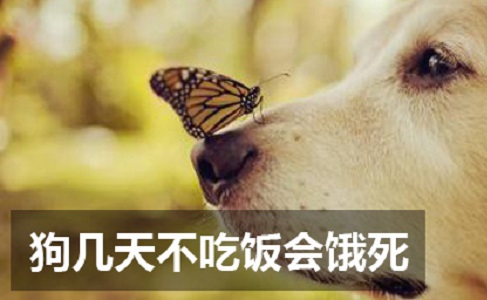 狗几天不吃饭会饿死 狗几天不吃饭会不会饿死