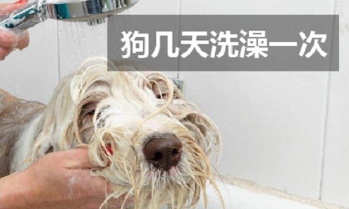 狗几天洗澡一次 狗几天洗澡比较好