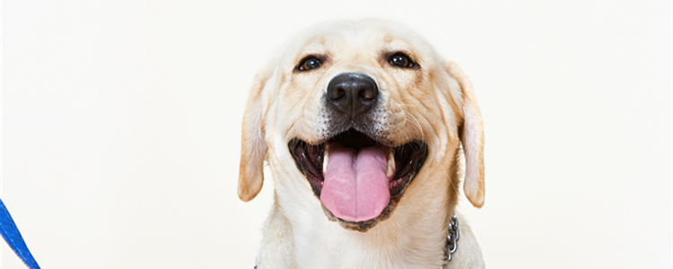 拉布拉多怎么喂养才能长得壮