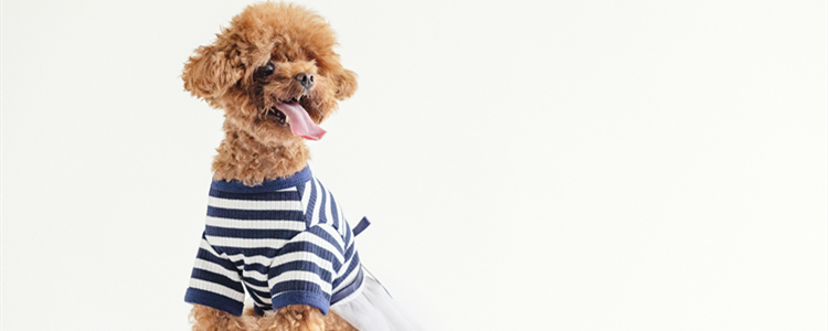 狗几个月可以怀孕