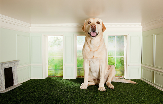 拉布拉多和金毛的区别为什么这么像