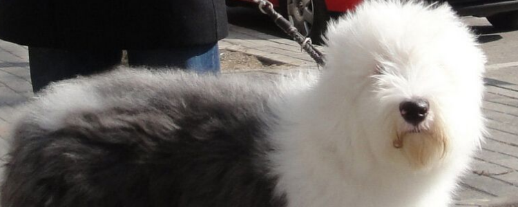 古牧是禁养犬吗