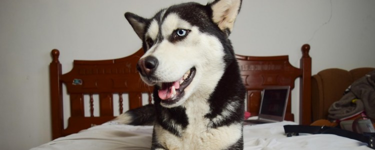 狗狗怀孕初期有哪些症状