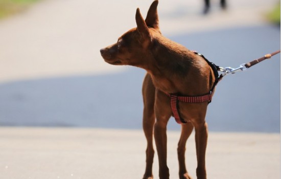 狗狗怀孕吃什么好小鹿犬 狗狗怀孕吃什么好