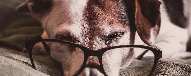 每个狗都有狂犬病毒吗 每个狗都会有狂犬病毒吗