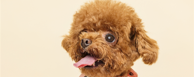 泰迪犬性格特点 泰迪犬性格特点有哪些